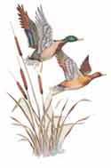 Mallards and Cattails Bits