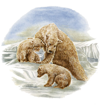 Bears - Polar Bears