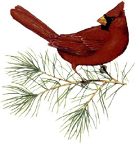 Birds - Cardinal