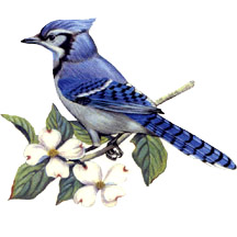 Birds - Blue Jay