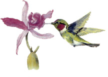 Birds - Hummingbird