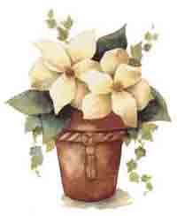 Magnolia and Clay Pot