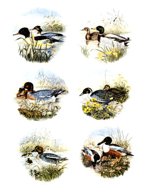 Ducks bits, Mallards, Merganser, Pintail, Wigeon  Set of Six