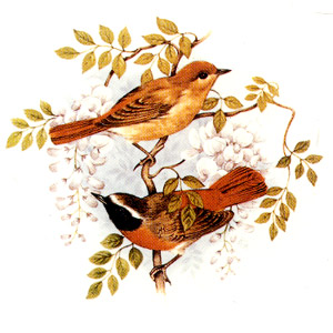 Paired Birds