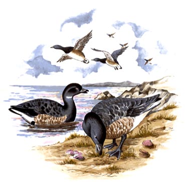 Geese