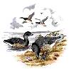 Geese