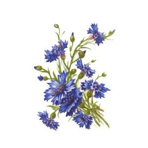 Cornflowers