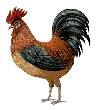 Rooster