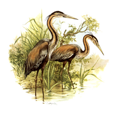 Birds - Waterfowl - Herons