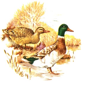 Ducks