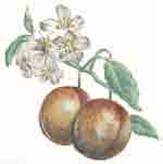 Fruit - Peach with White  Bloom