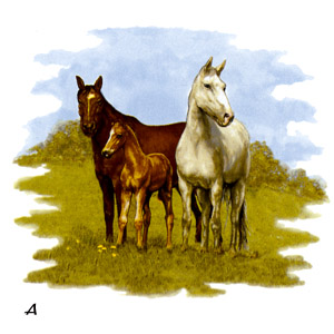 Horses - Horse Family