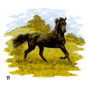 Horses - Black Stallion