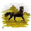 Horses - Black Stallion