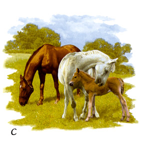 Horses - Horses Grazing