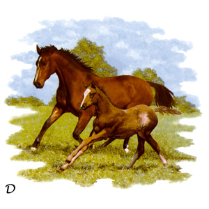 Horses - Mare and Foal