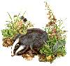 Badger