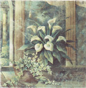 Calla  Lily