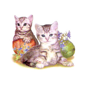 Cats - Kittens
