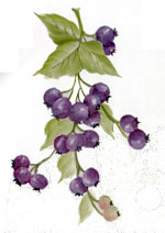 FRUIT - BLUEBERRY, BLUEBERRIES