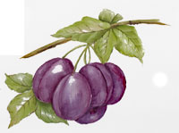 FRUIT - PLUMS