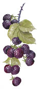 FRUIT - BLACKBERRY BITS