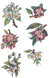Fruit Flower Bits - Apples, Plums, Peaches, Figs, Pears, Grapes