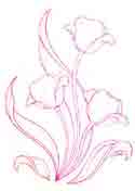 Tulip PINK Outline