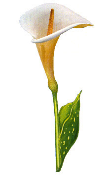 Flower Stems-Kala Lily - Glass-Low Fire