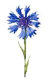 Flower Stems-Corn Flower - Glass-Low Fire