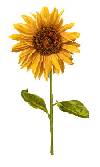 Flower Stems-Sunflower - Glass-Low Fire