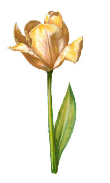 Flower Stems-Tulip - Glass-Low Fire