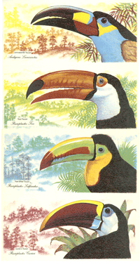 Toucan - Keel Billed, Cuvier's, Laminated Bill, Toco  MUG SET