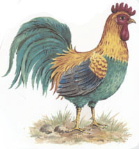 Rooster