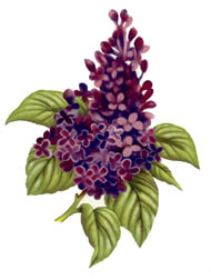 Lilacs