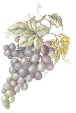 Grapes with Blossoms