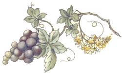 Grapes with Blossoms