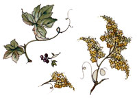 Grapes with Blossoms