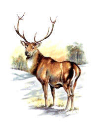 Deer Stag