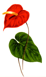 Anthurium