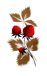 Wild Strawberries with Gold