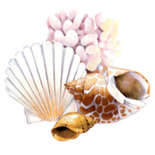 Sea Shells Low temp/cold