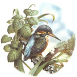 Cottage Birds - Kingfisher