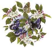 Butterfly Butterflies - Purple Emperor Flower