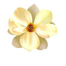 Flower Blossoms - Magnolia - Glass-Low Fire