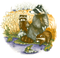 Raccoon Family