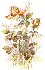 Floral - Roses