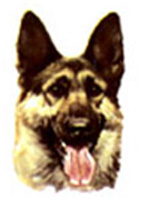 Dog Alsatian- German Shephard