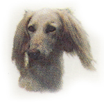 Dog Afghan Hound