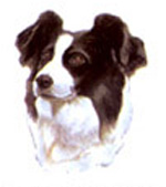 Dog Border Collie